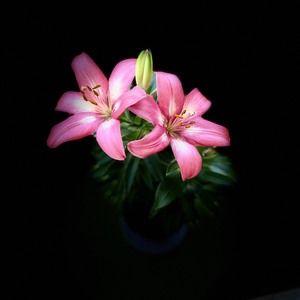 Meet your Posher, Cheryl